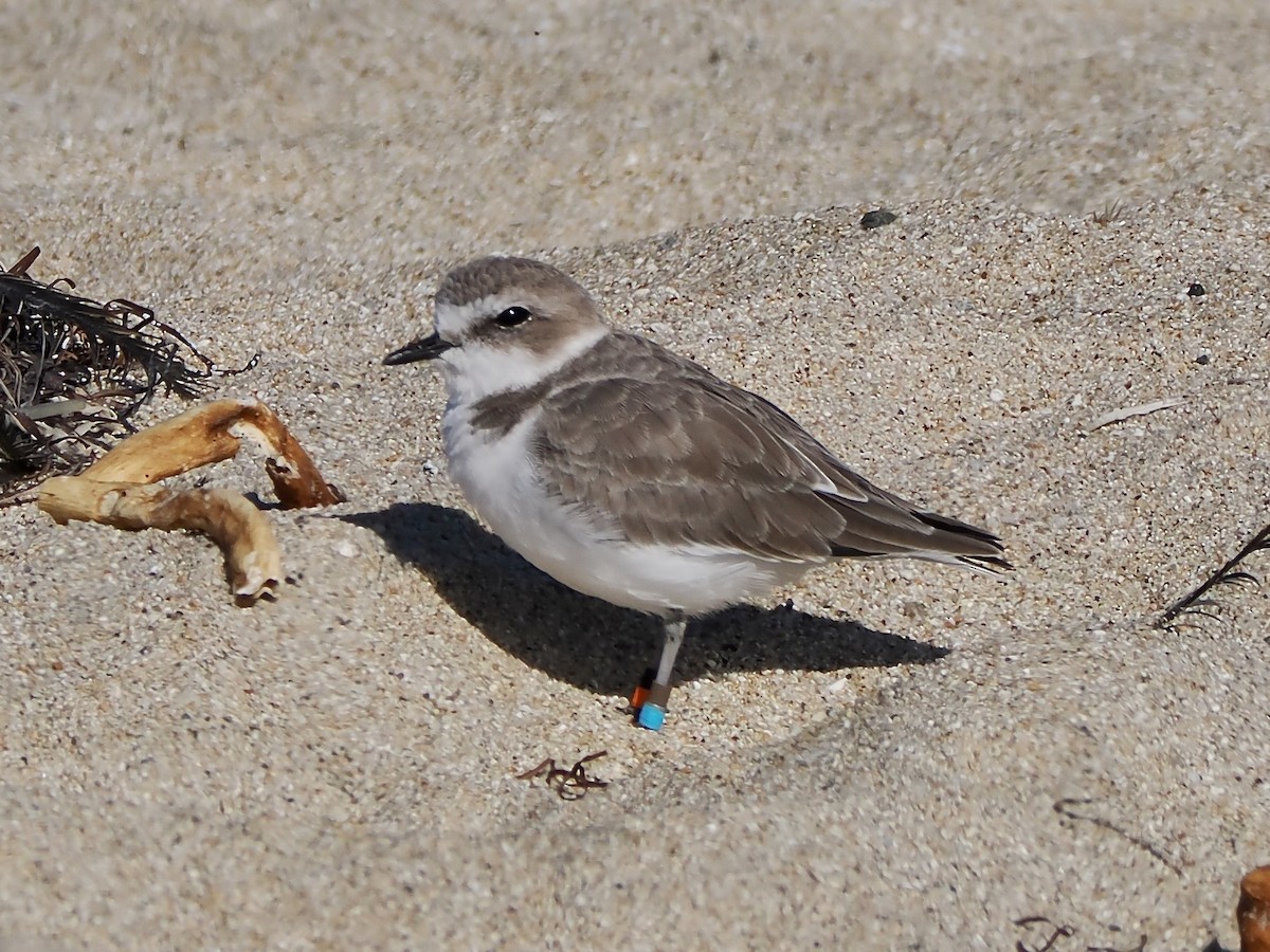 Snowy Plover - ML642345593