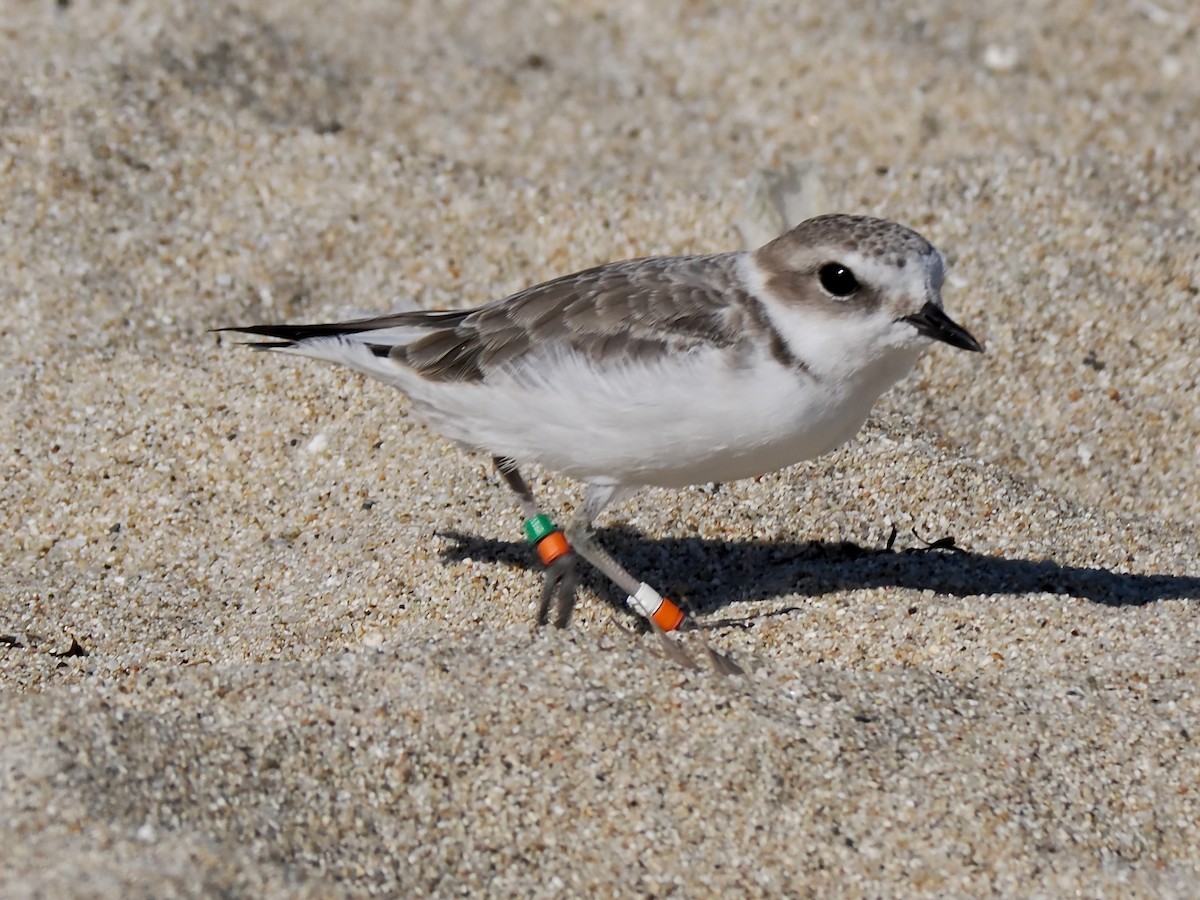 Snowy Plover - ML642345594
