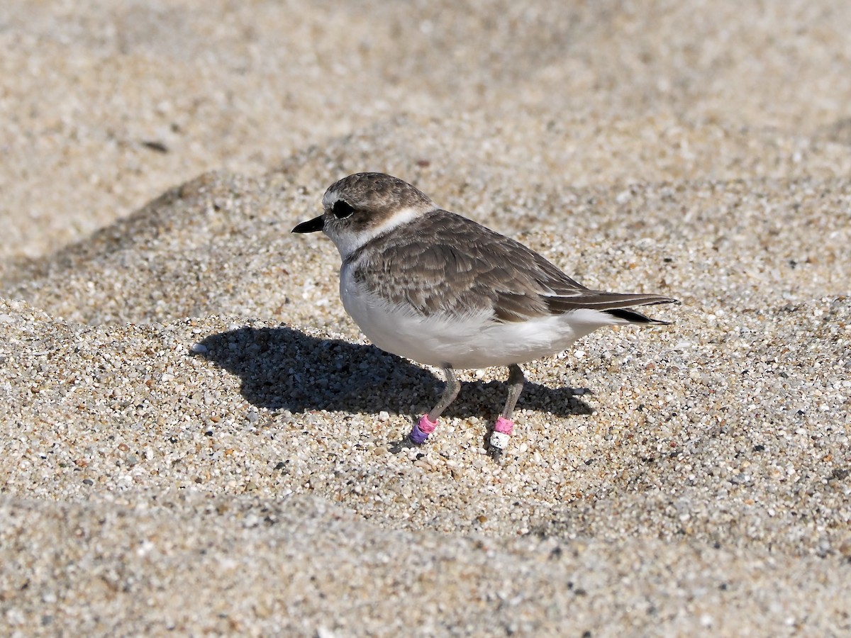 Snowy Plover - ML642345595