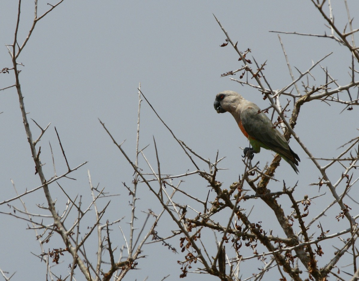 Red-bellied Parrot - ML642345604