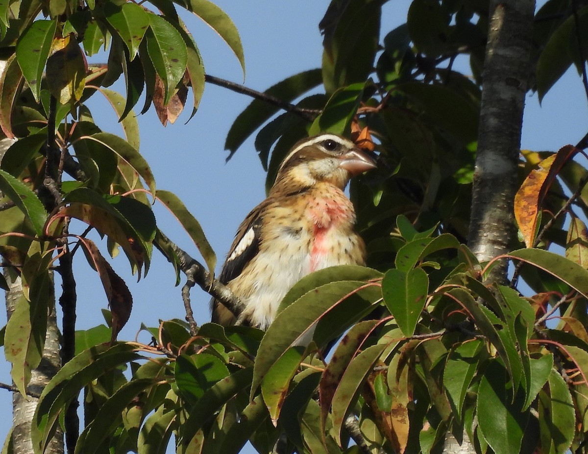 Rose-breasted Grosbeak - ML642345605