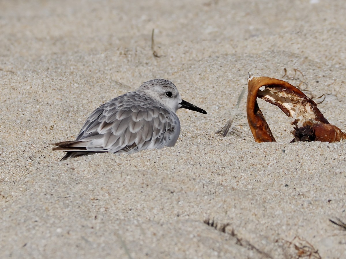 Sanderling - ML642345606
