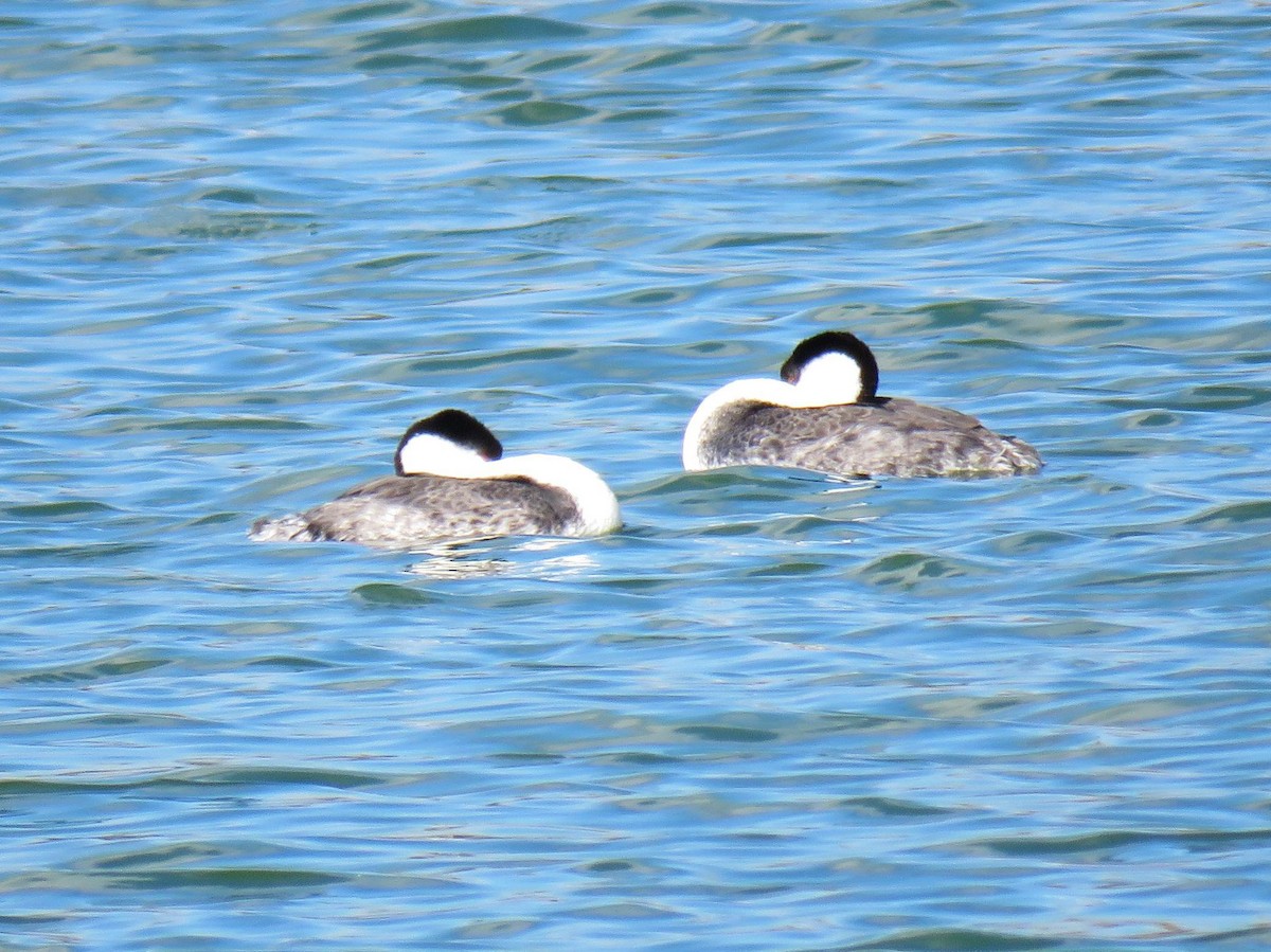 Western Grebe - ML642345607