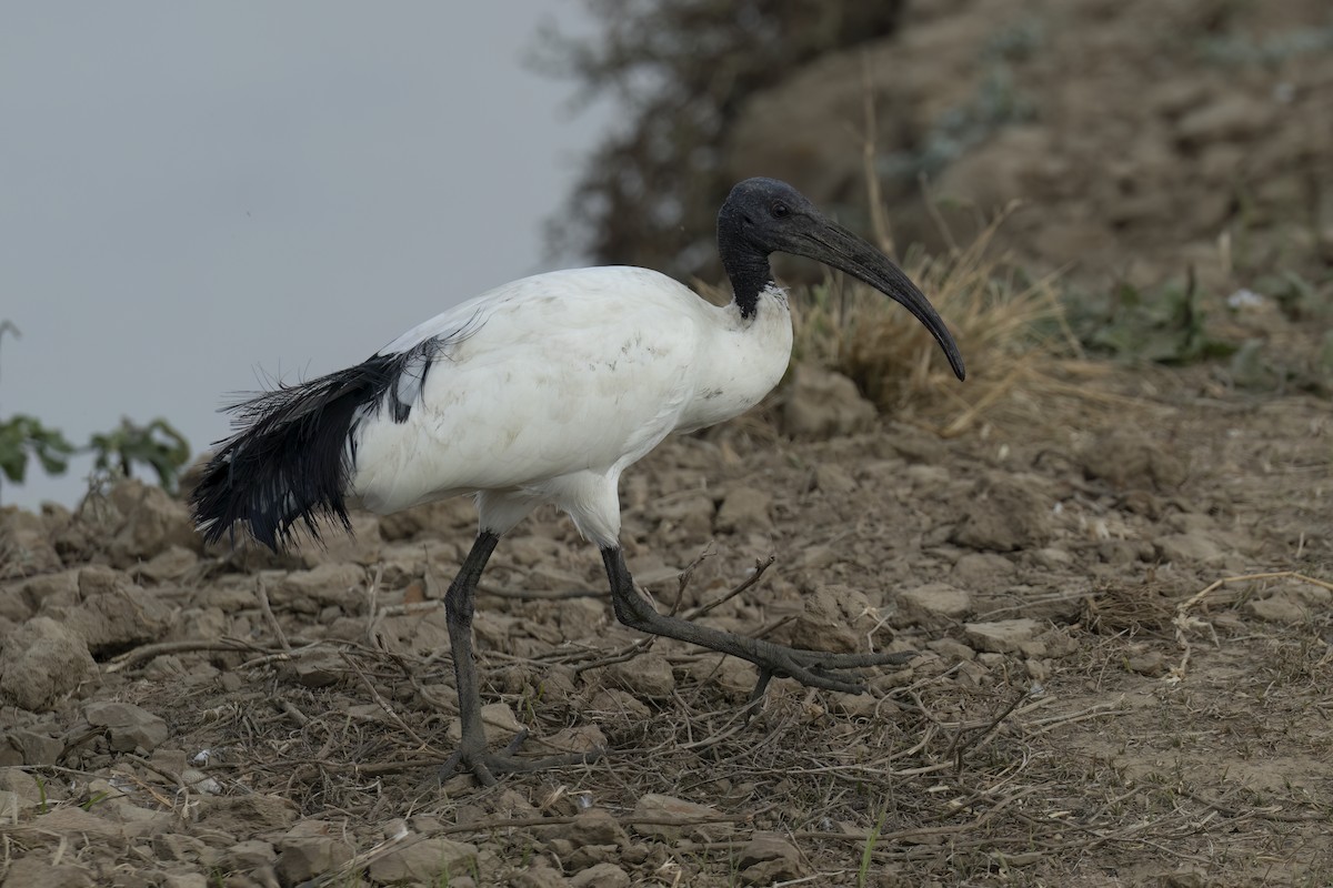 African Sacred Ibis - ML642345617
