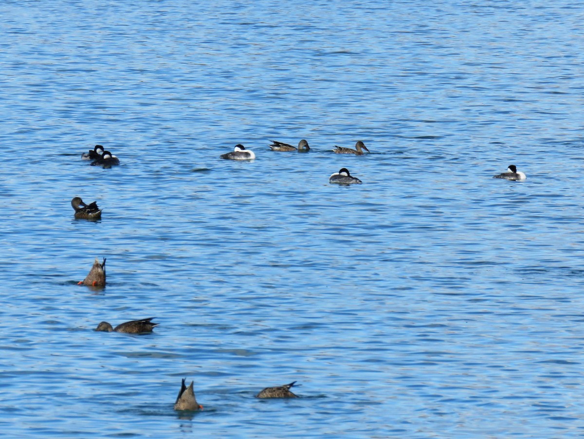 Western Grebe - ML642345620