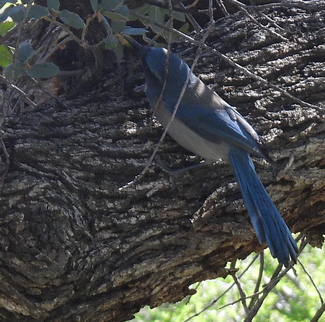 Woodhouse's Scrub-Jay - ML642345628