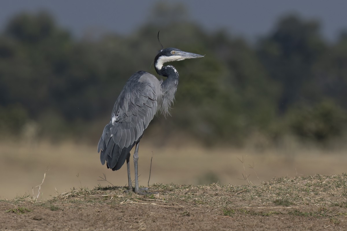Black-headed Heron - ML642345631