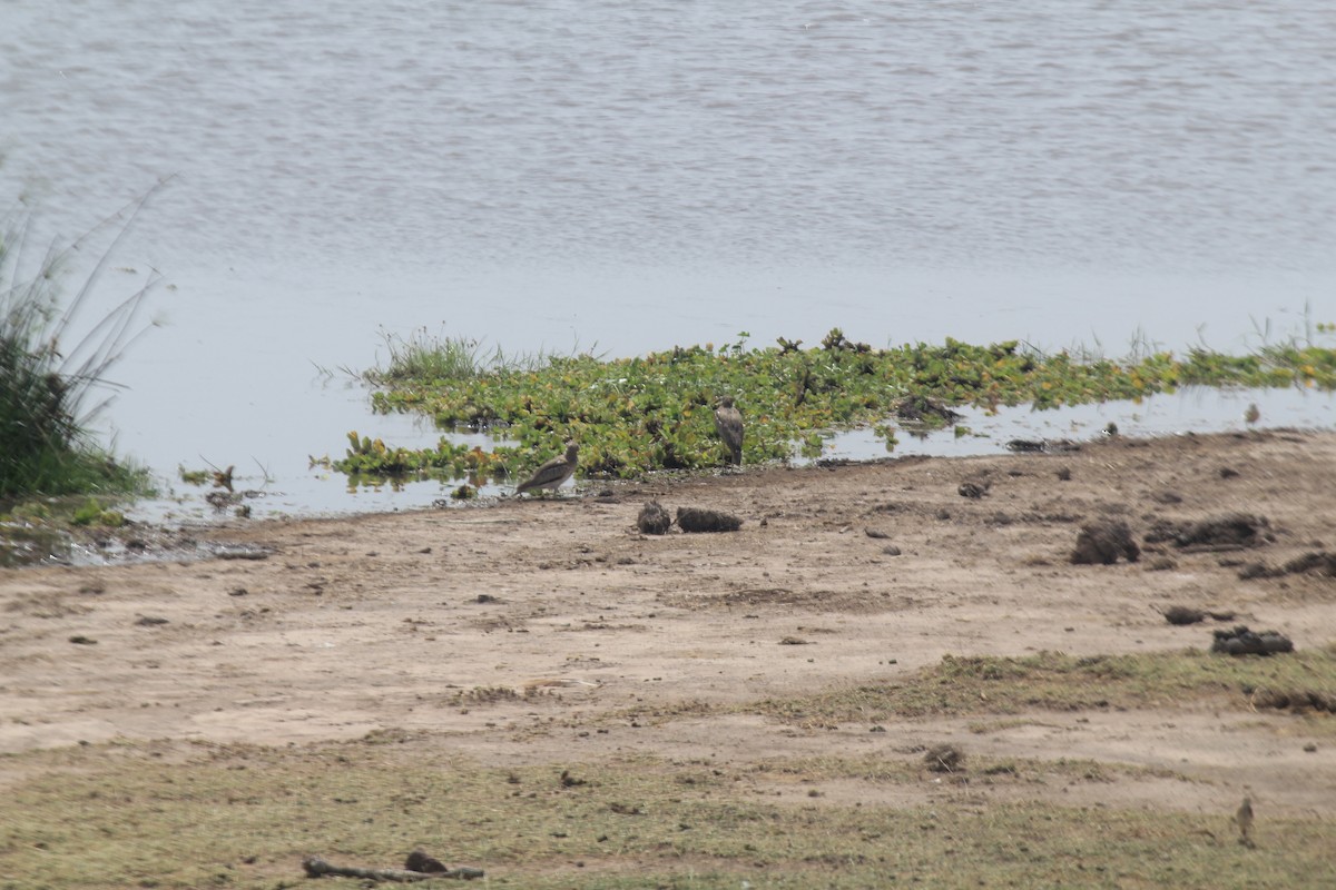 Water Thick-knee - ML642345632