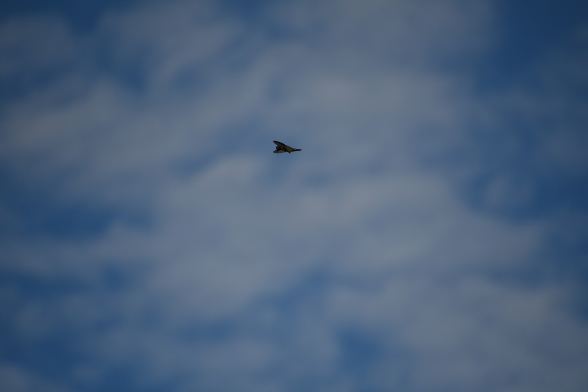 hummingbird sp. - ML642345666