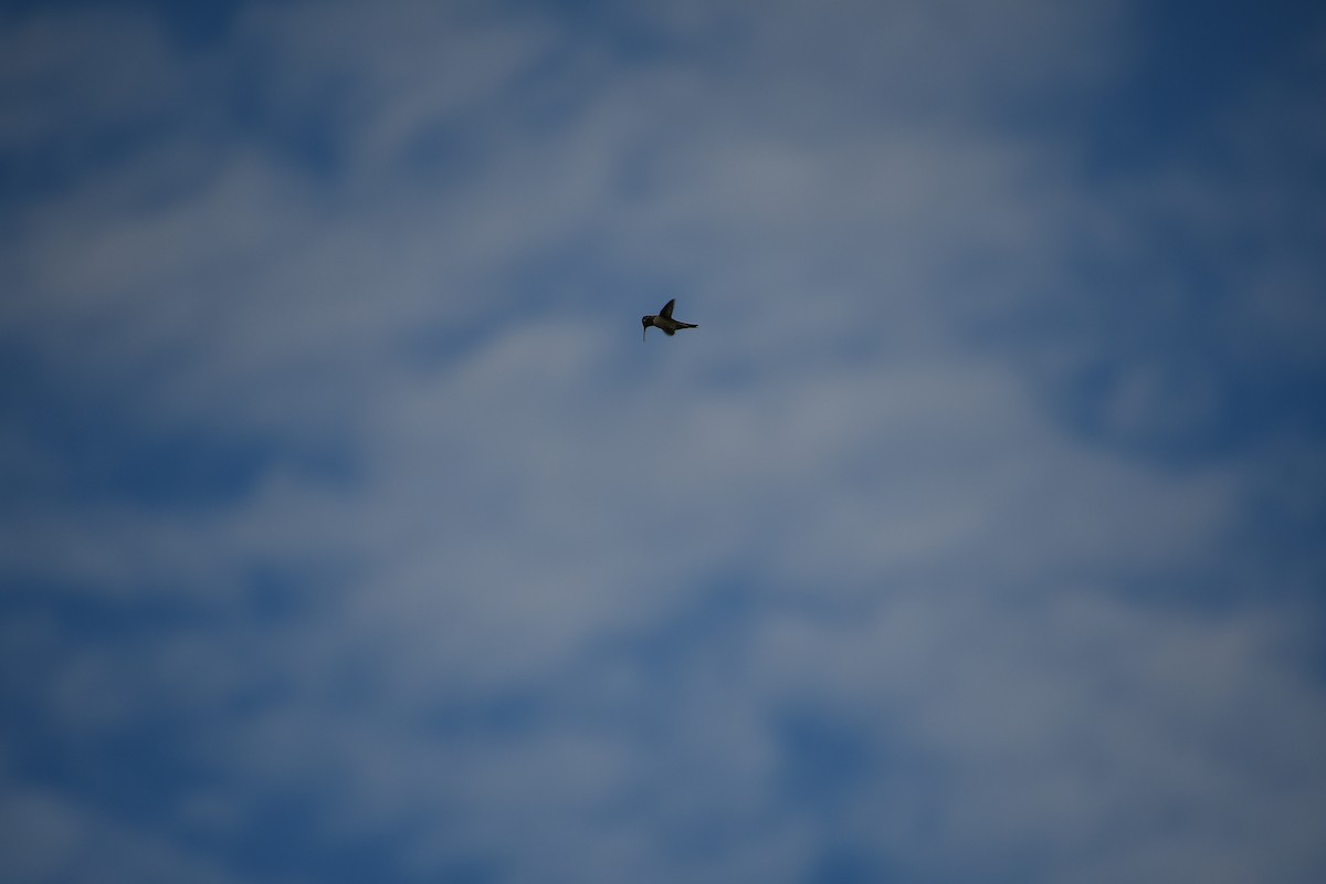 hummingbird sp. - ML642345667