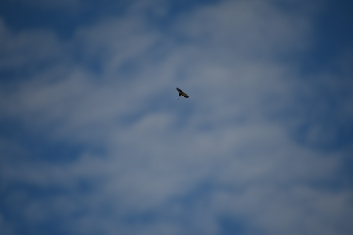hummingbird sp. - ML642345668