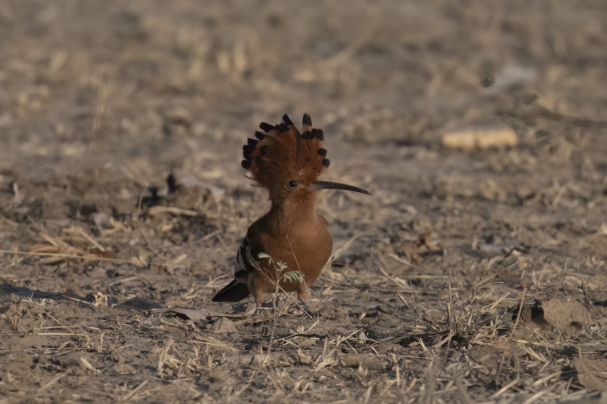 Common Hoopoe - ML642345674