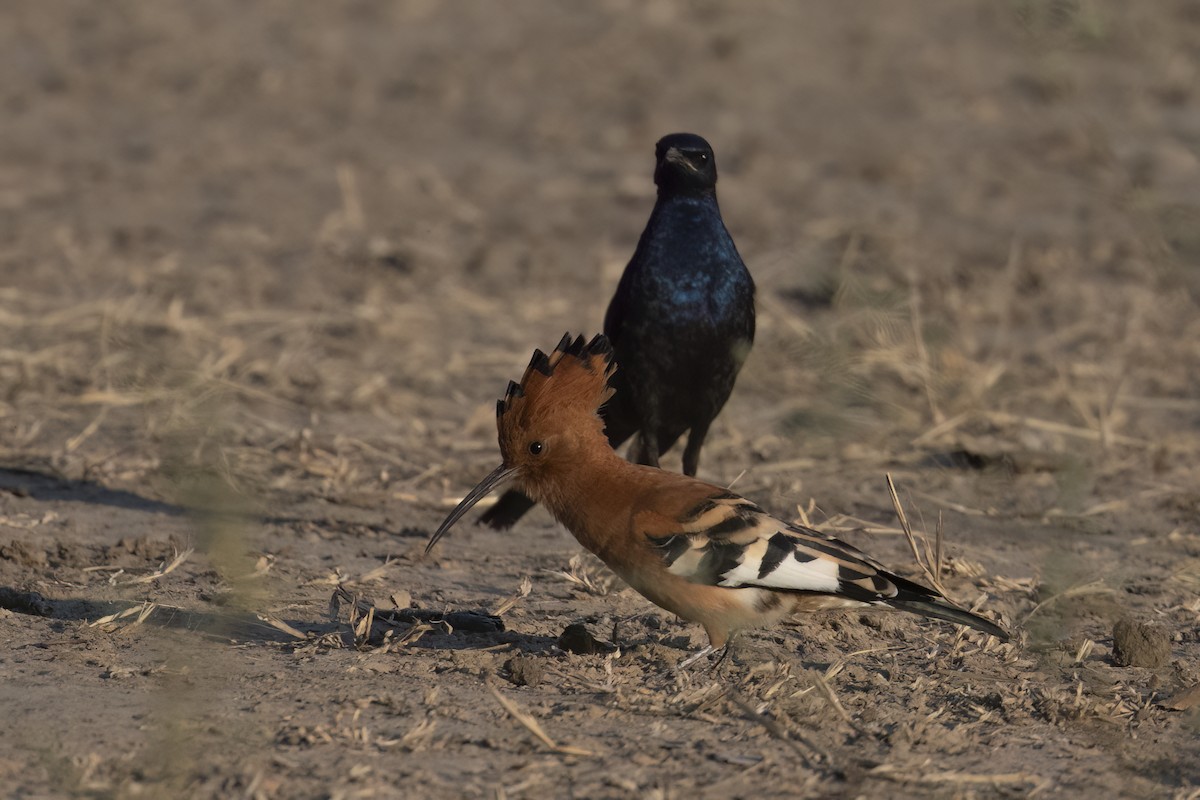 Common Hoopoe - ML642345675