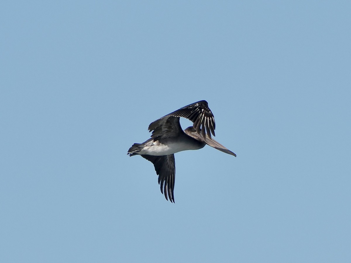 Brown Pelican - ML642345677