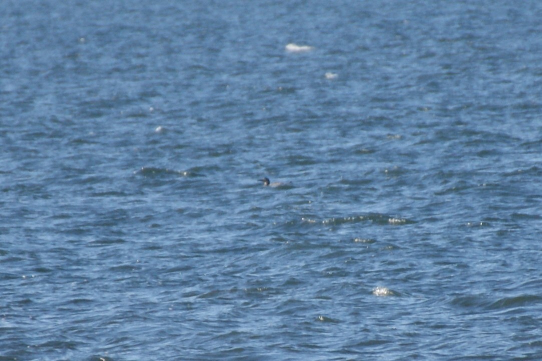 Red-throated Loon - ML642345689