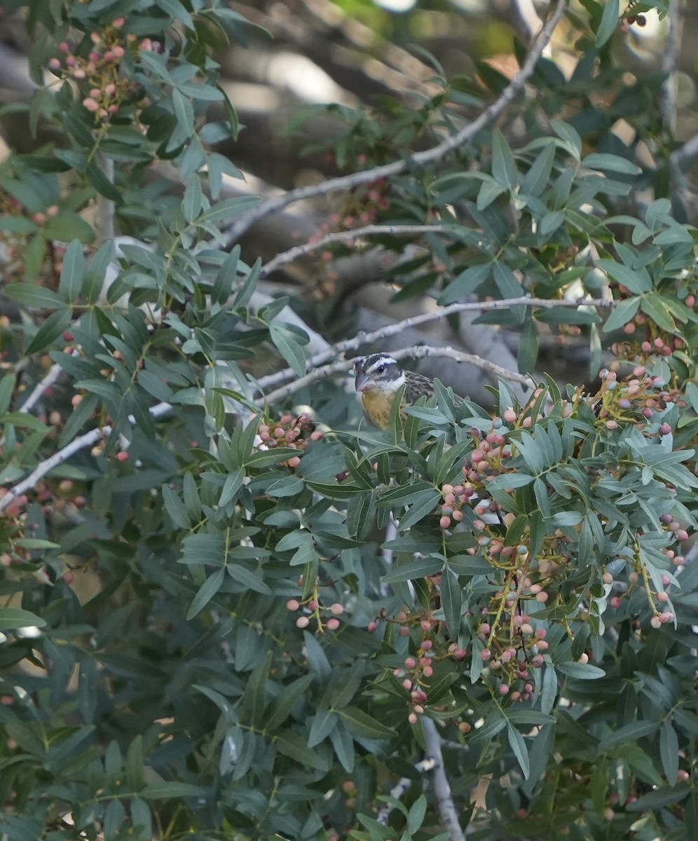 Black-headed Grosbeak - ML642345708