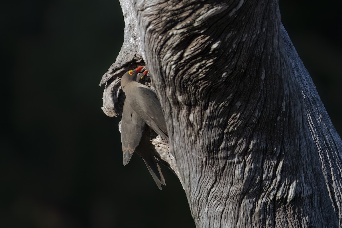 Red-billed Oxpecker - ML642345710