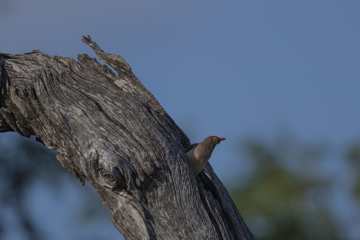 Red-billed Oxpecker - ML642345711