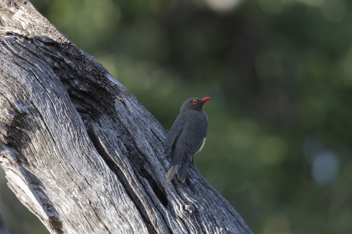 Red-billed Oxpecker - ML642345712