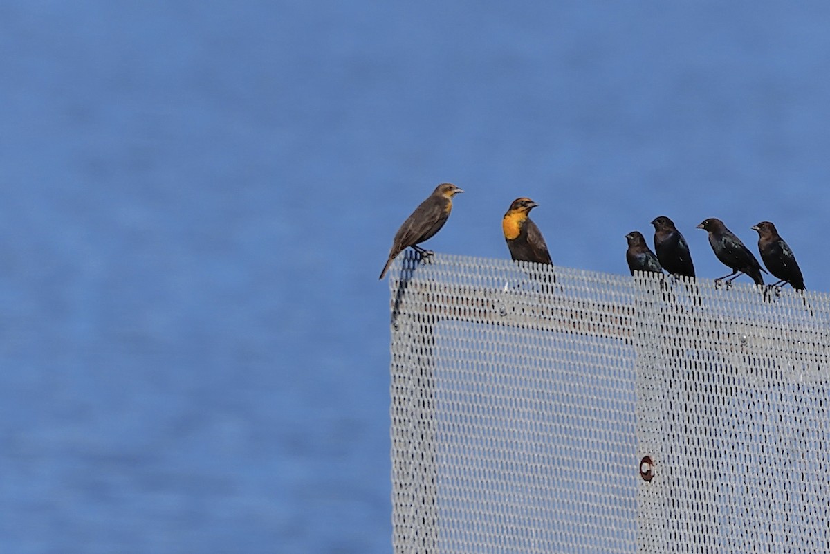 Yellow-headed Blackbird - ML642345713