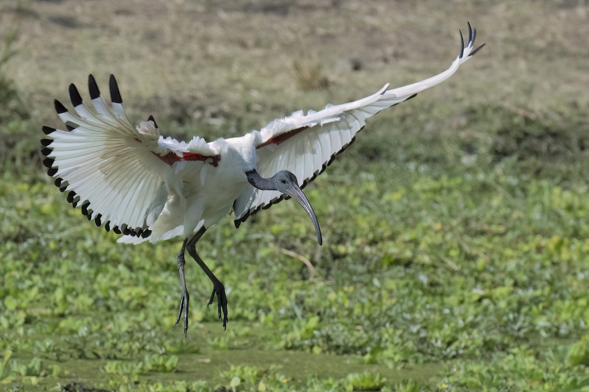African Sacred Ibis - ML642345716