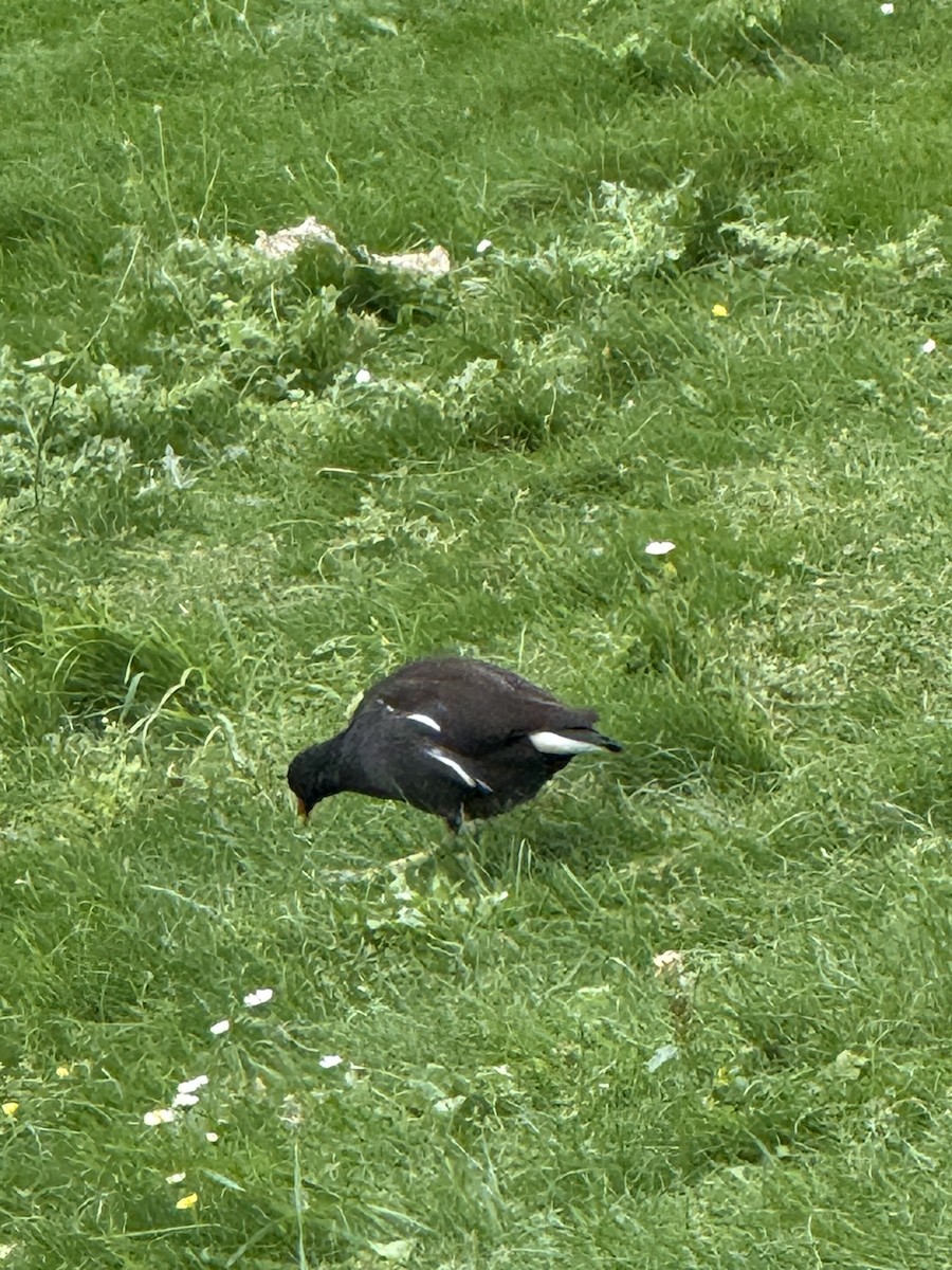Eurasian Moorhen - ML642345718