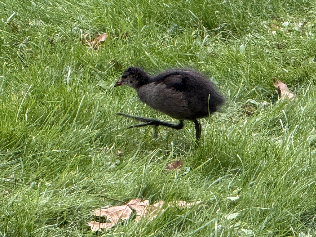 Eurasian Moorhen - ML642345719