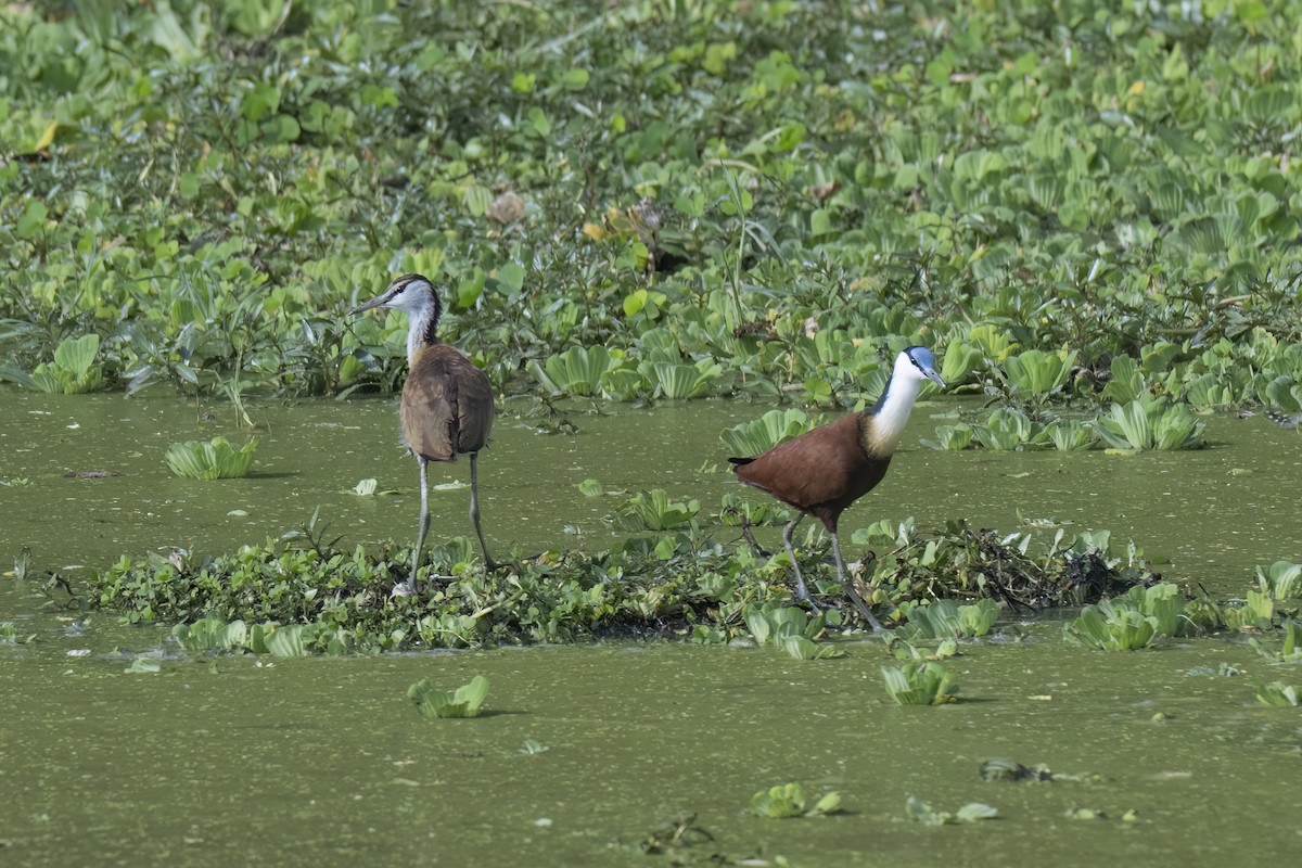 African Jacana - ML642345731