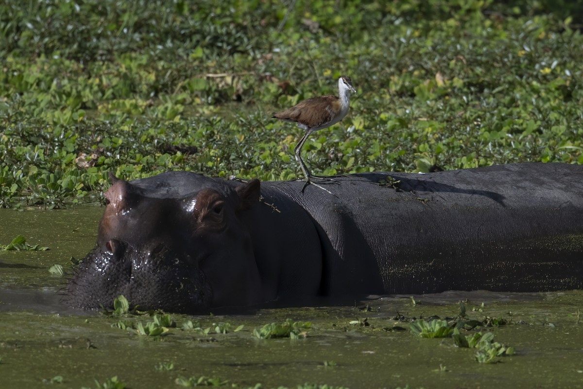 African Jacana - ML642345738