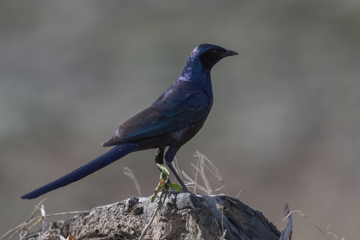 Meves's Starling - ML642345749