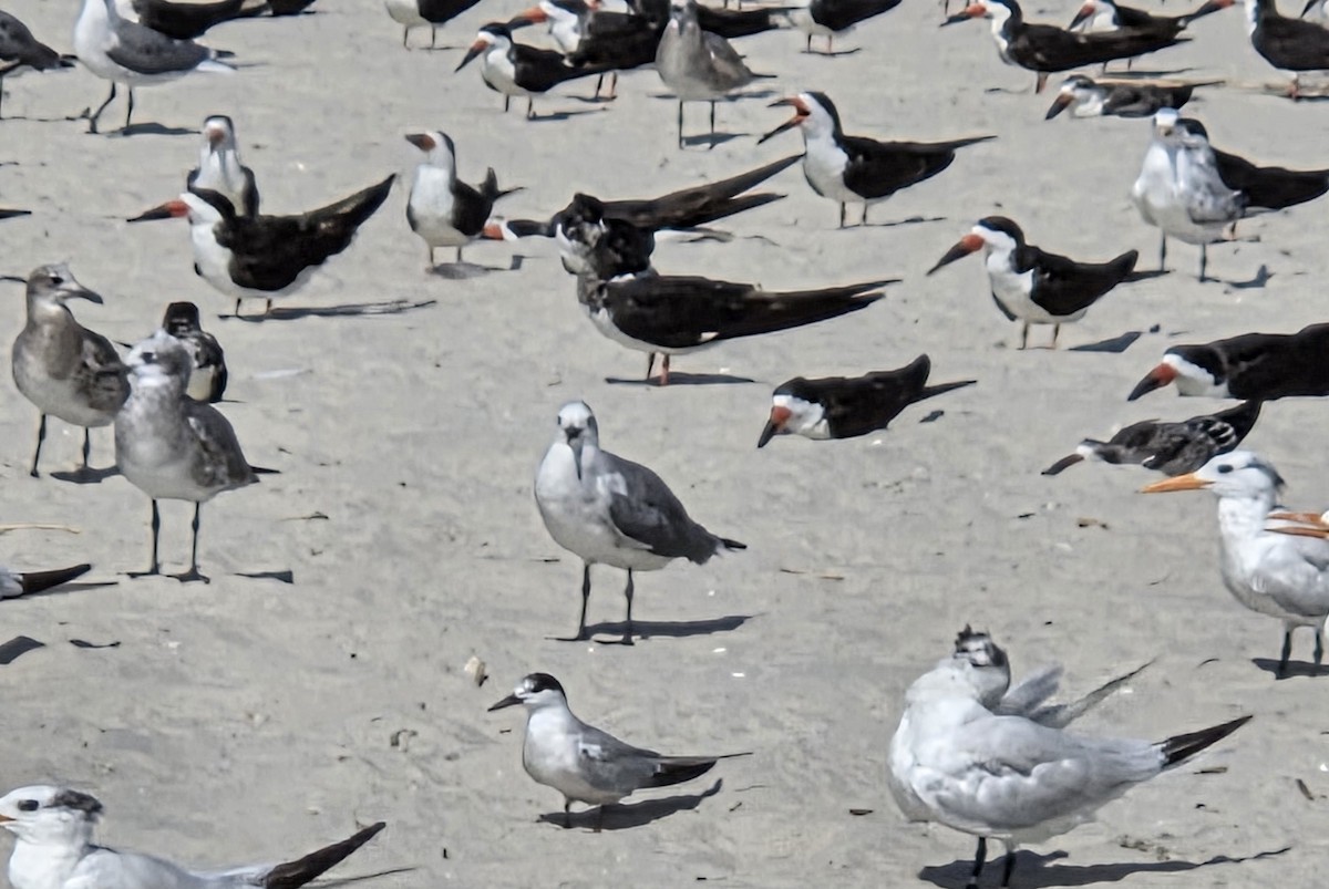 Sterne pierregarin - ML642345762