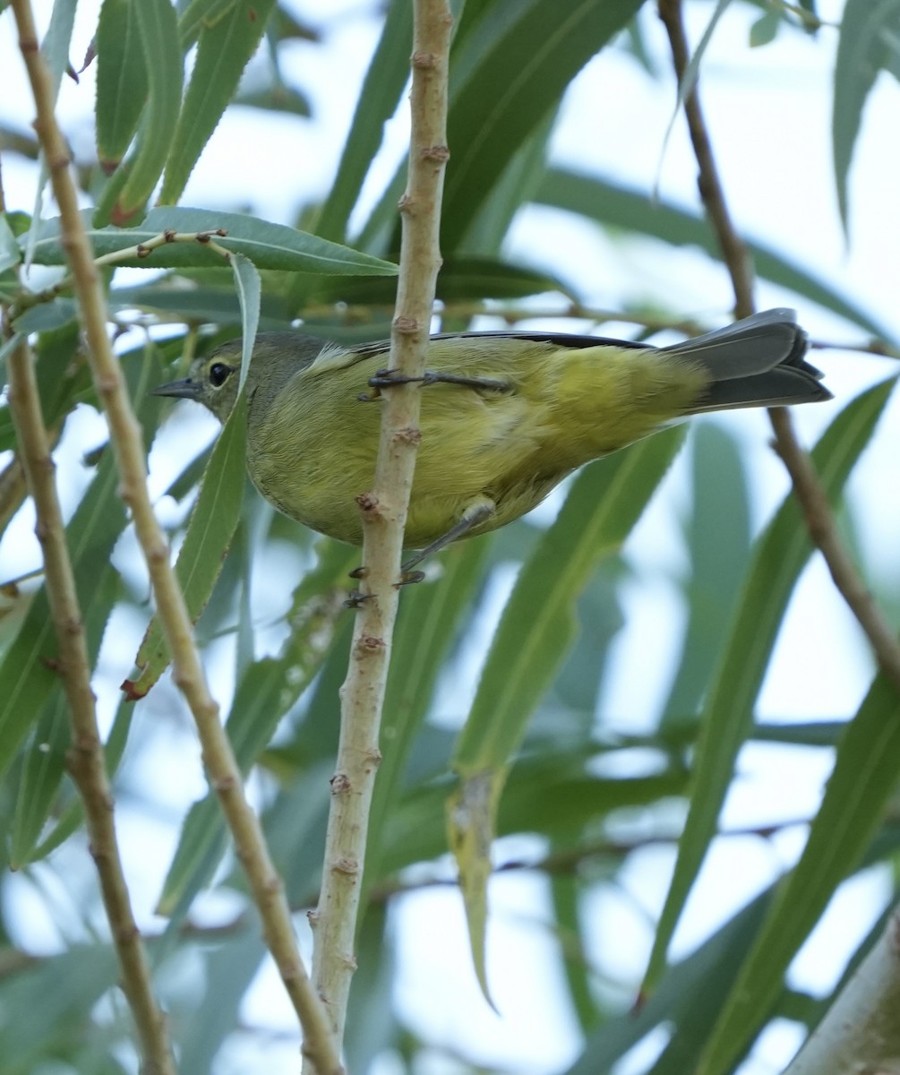 Orange-crowned Warbler - ML642345763