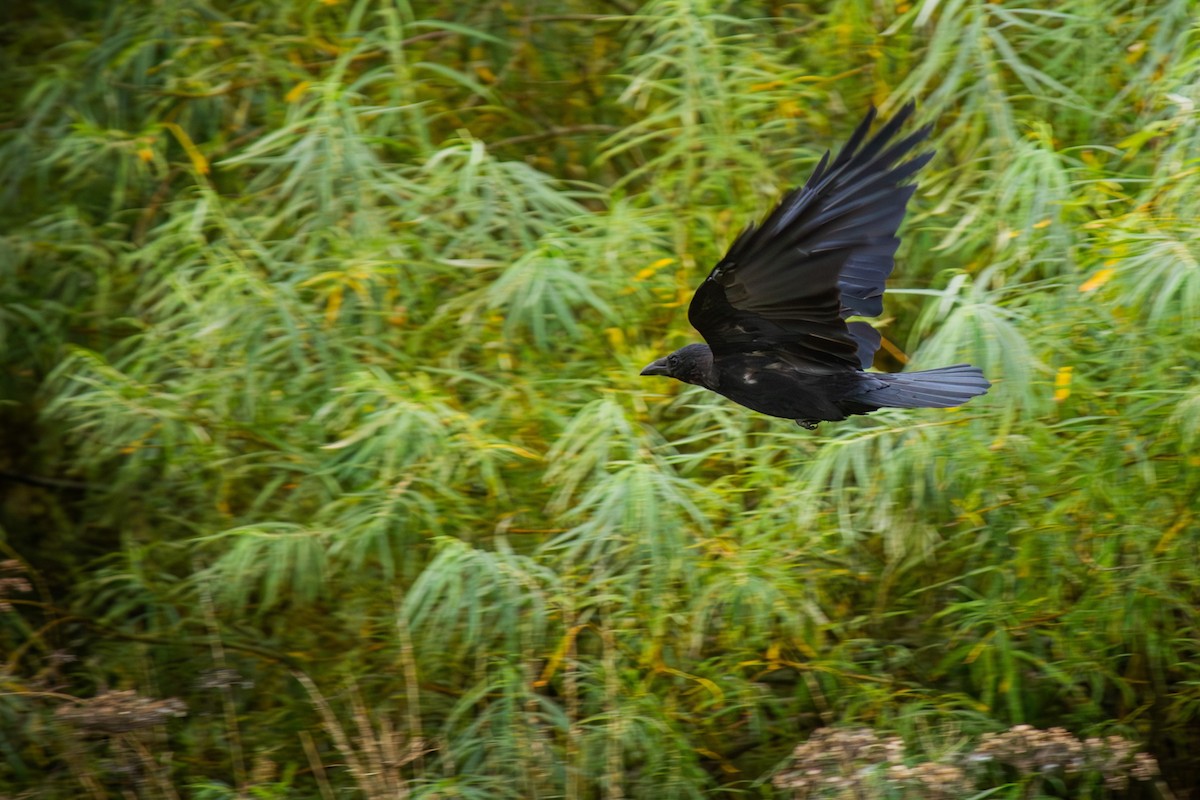 Carrion Crow - ML642345773