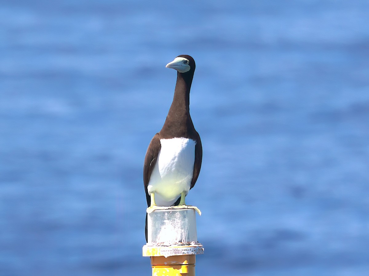 Brown Booby - ML642345778