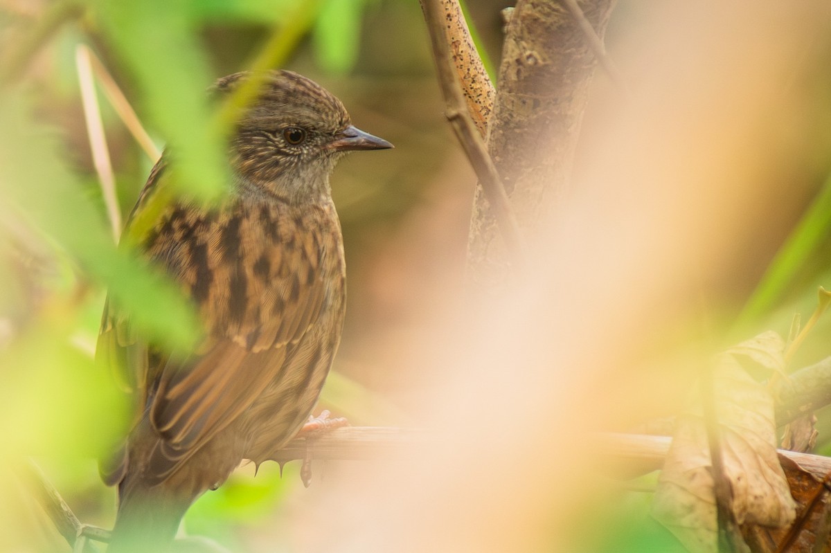 Dunnock - ML642345780