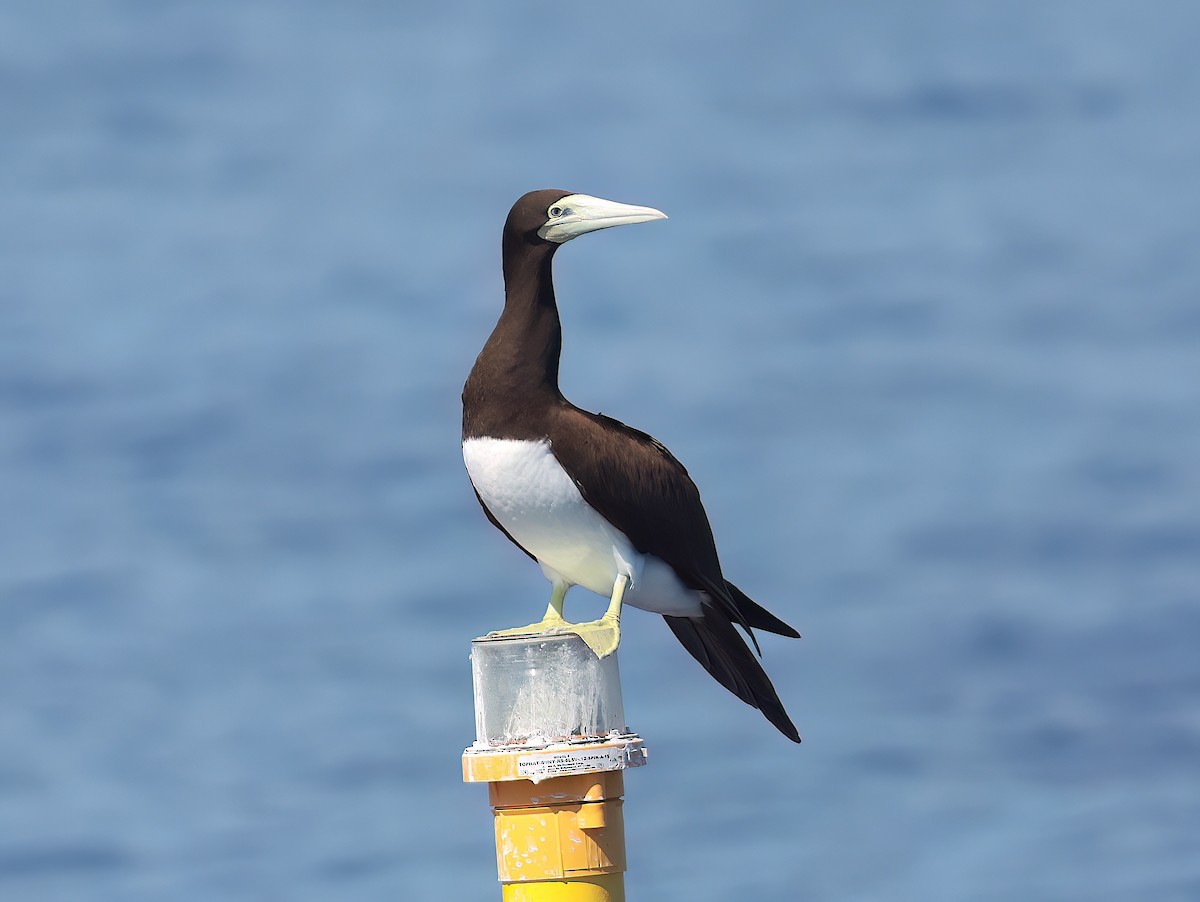 Brown Booby - ML642345781