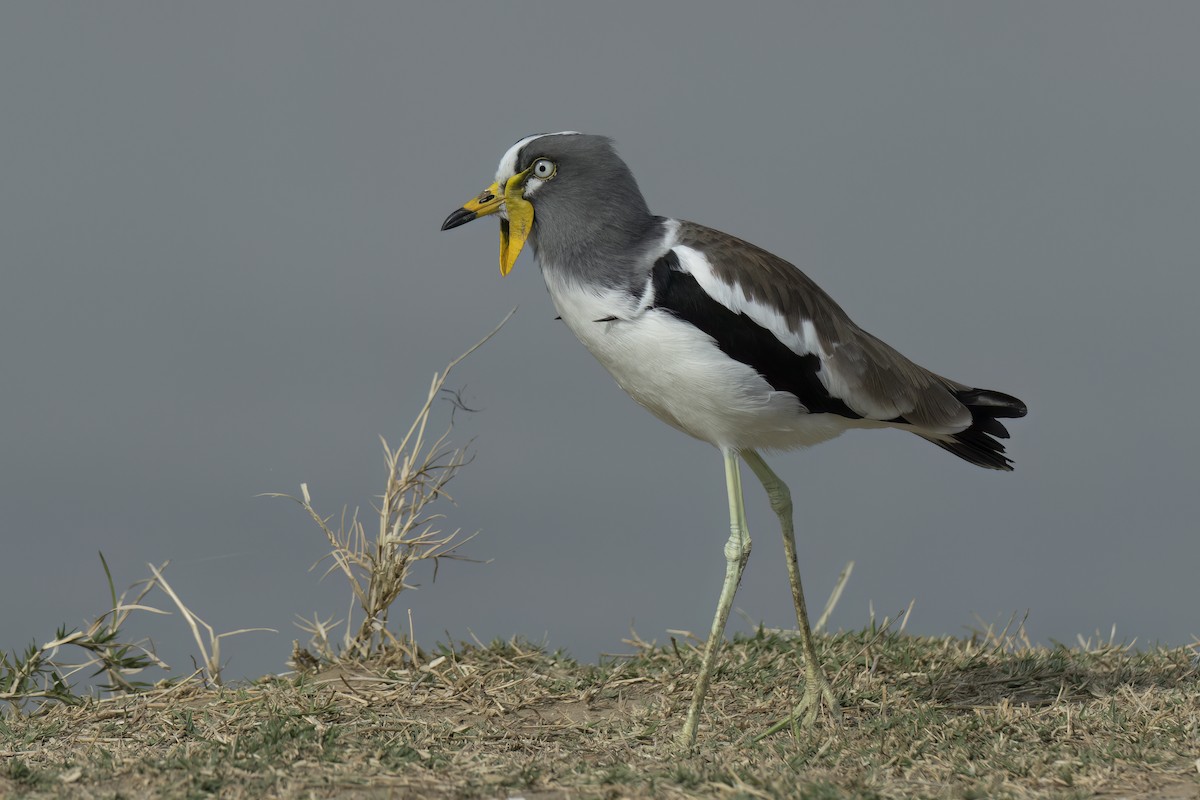 White-crowned Lapwing - ML642345792