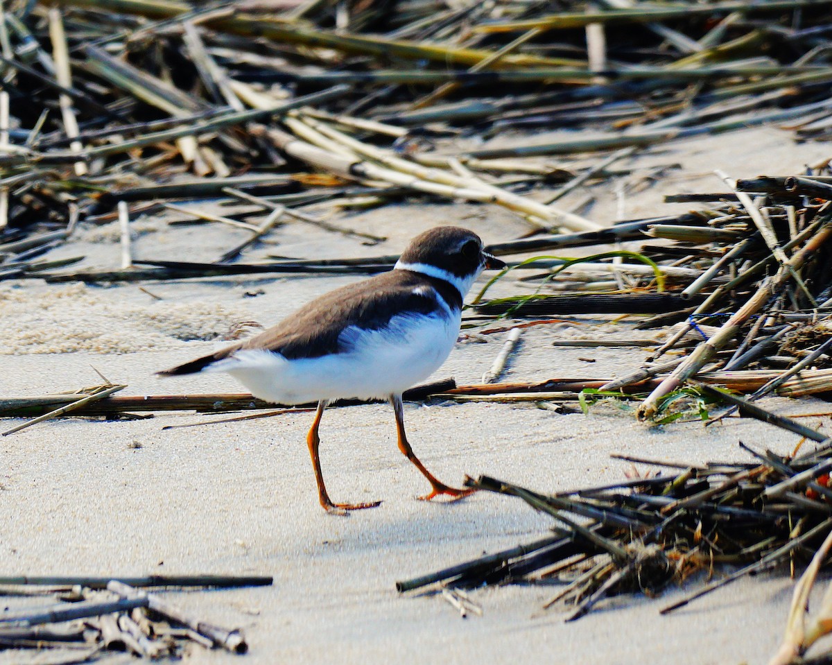Semipalmated Plover - ML642345798