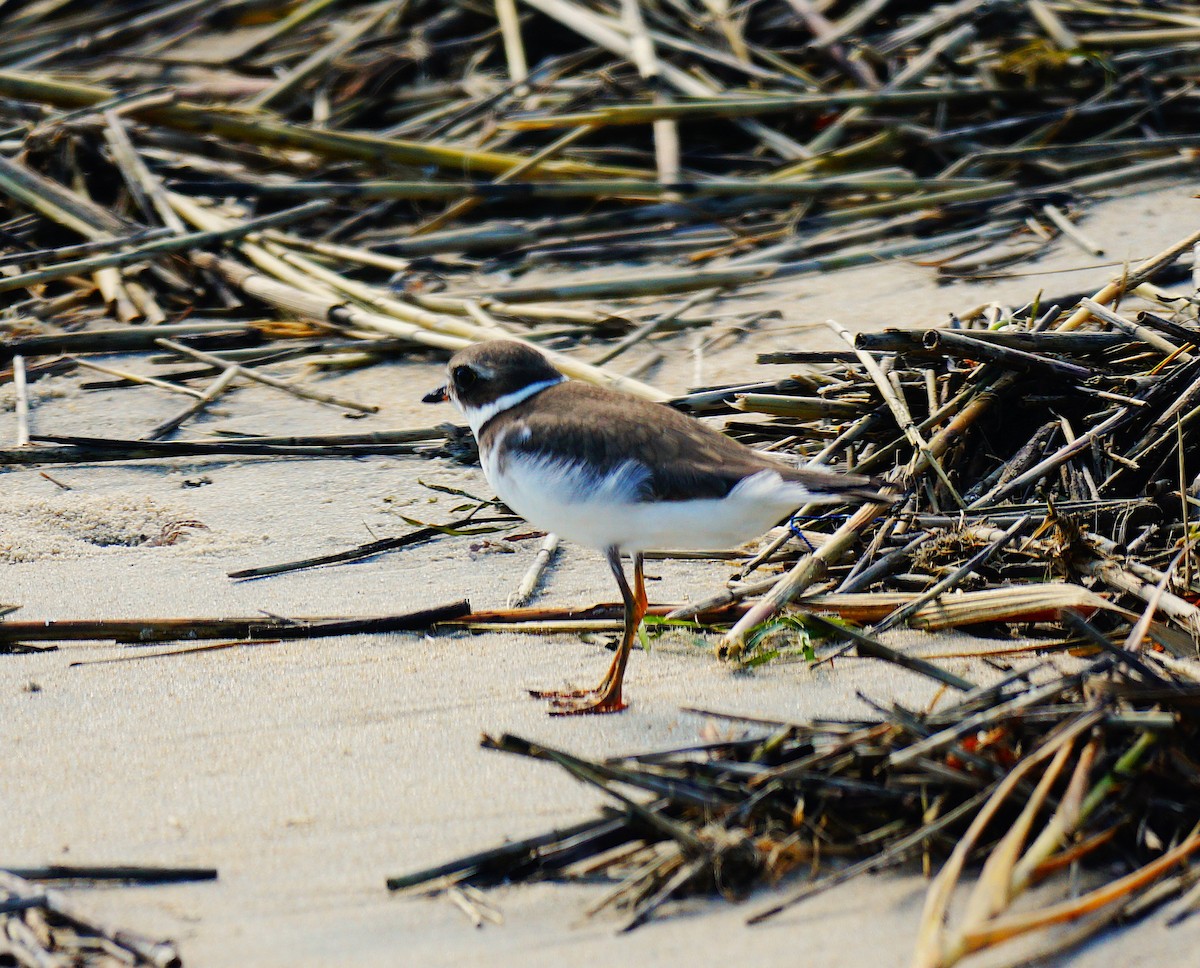 Semipalmated Plover - ML642345799