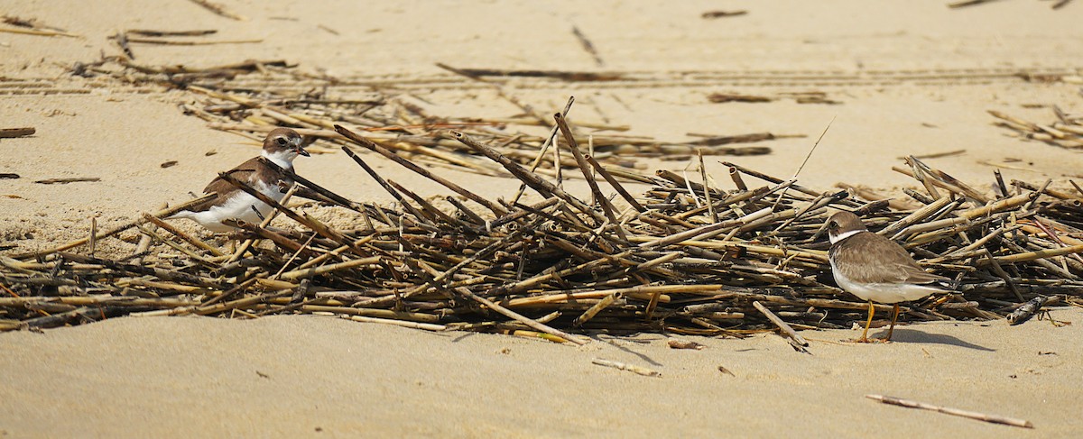 Semipalmated Plover - ML642345800