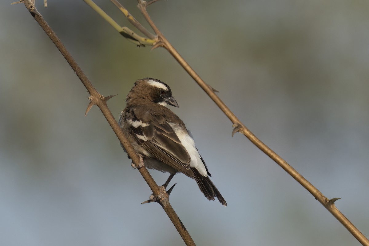 White-browed Sparrow-Weaver - ML642345806