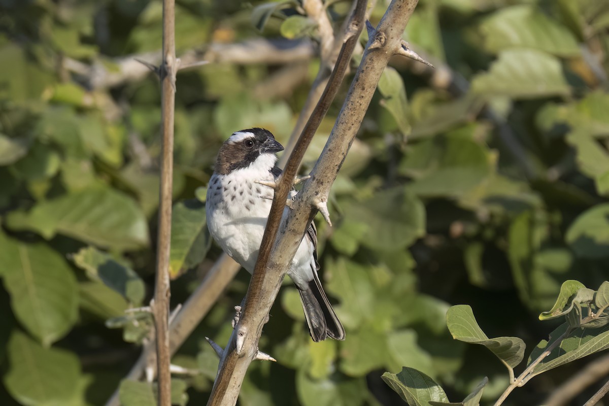 White-browed Sparrow-Weaver - ML642345807