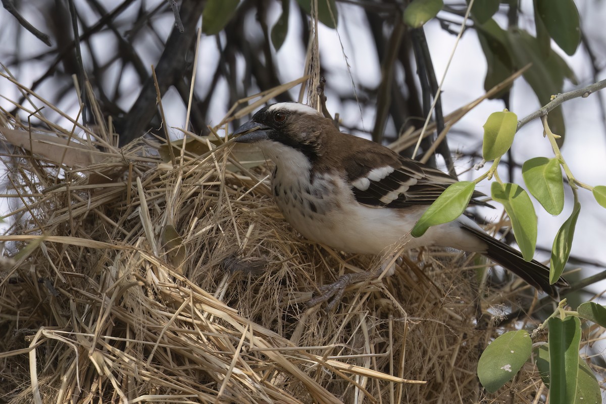White-browed Sparrow-Weaver - ML642345825
