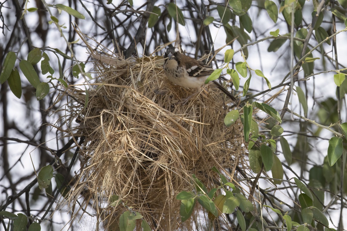 White-browed Sparrow-Weaver - ML642345826