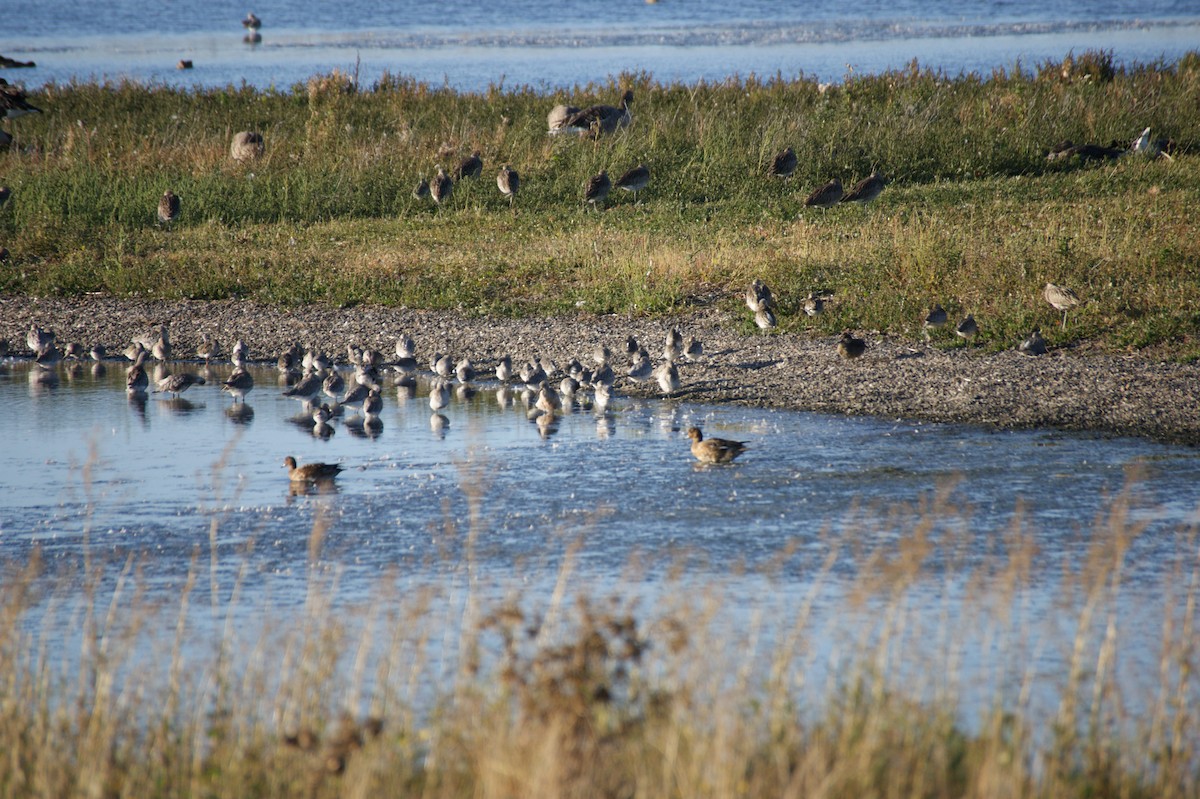 Bar-tailed Godwit - ML642345829