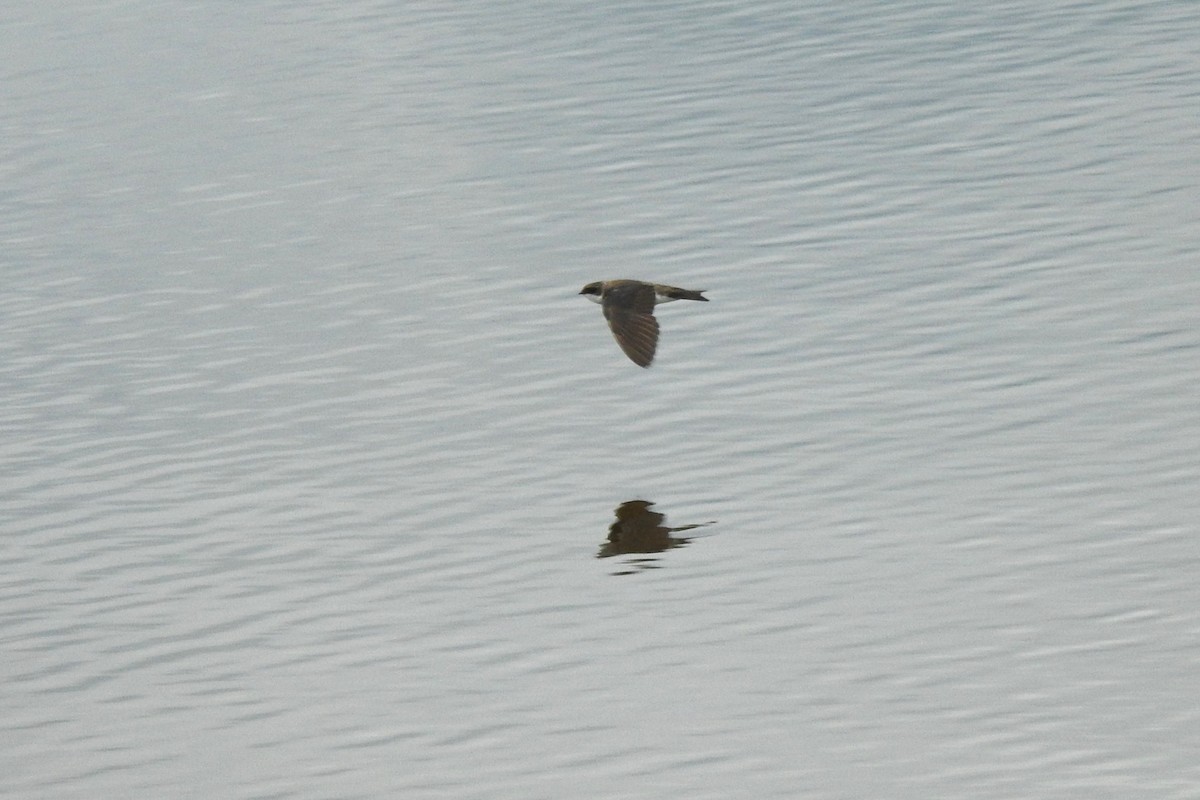 Tree Swallow - ML642345835