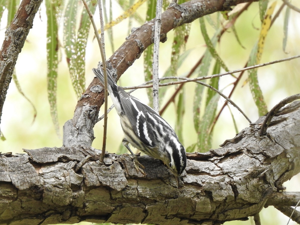 Black-and-white Warbler - ML642345844