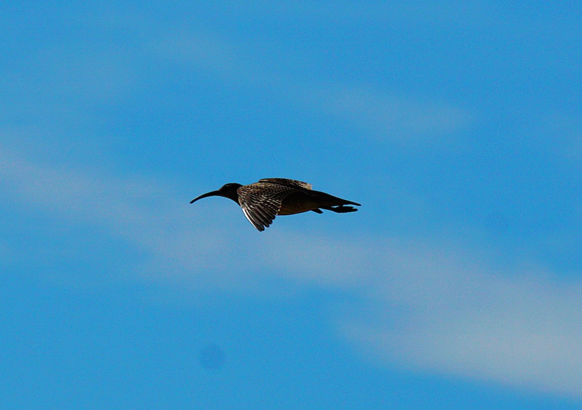 Whimbrel - ML642345846
