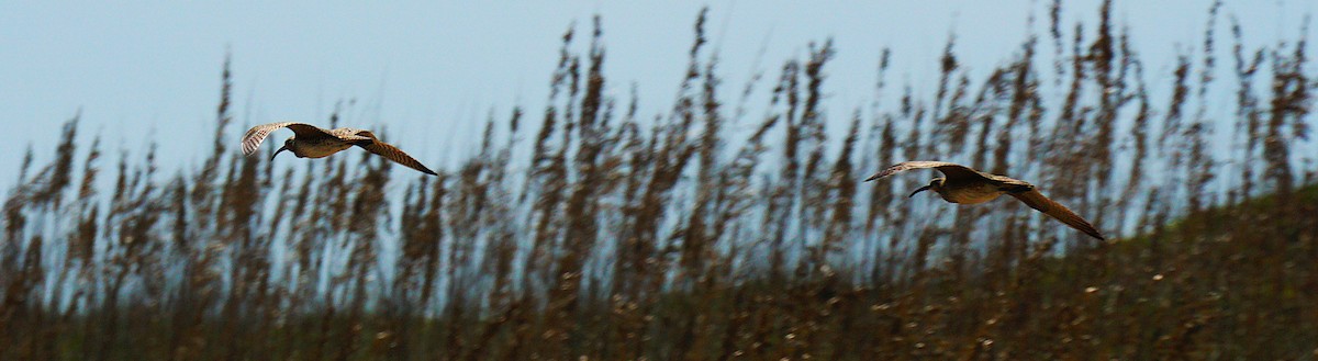 Whimbrel - ML642345848