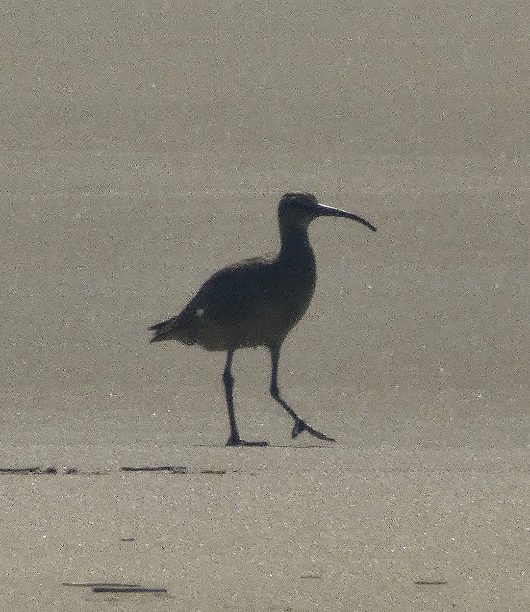 Whimbrel - ML642345849